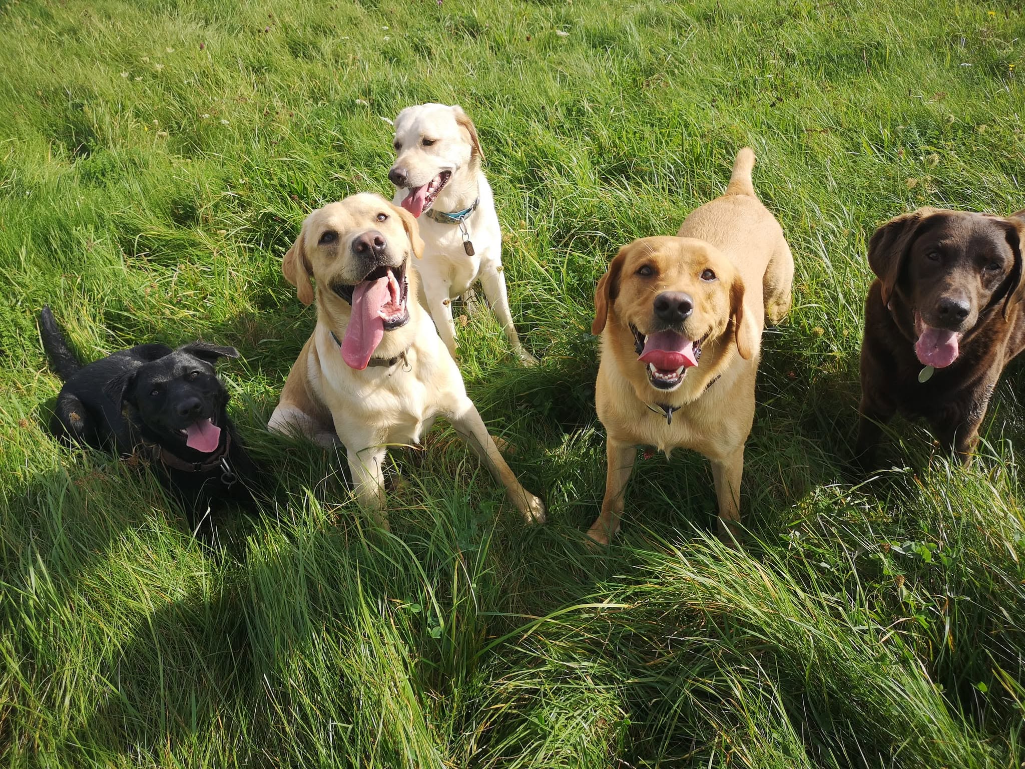 Dogs on a walk